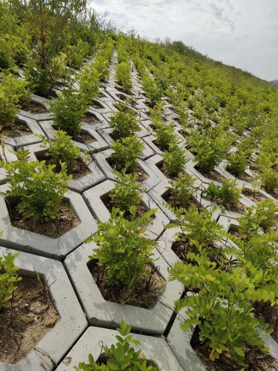 白城高鐵綠化工程施工 構筑生態廊道，提升城市景觀